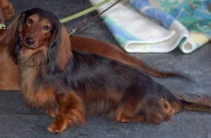 Guest - Petsyfy.com